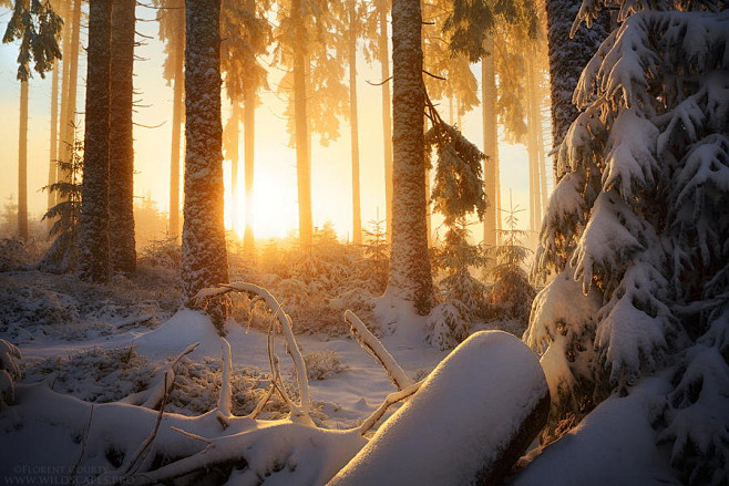Photograph Winter Wo...