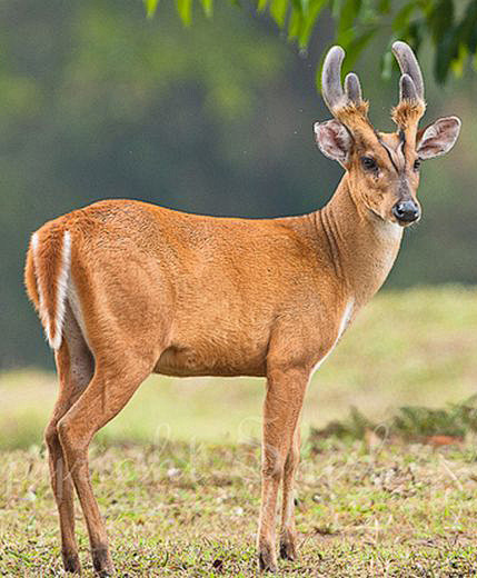 偶蹄目反刍亚目鹿科赤麂