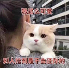 TT-兔子采集到表情包