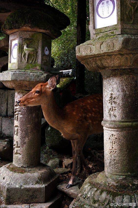 日本景观元素丨石灯笼～