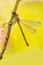蜻蜓(24054) _虫子采下来 #率叶插件，让花瓣网更好用#
