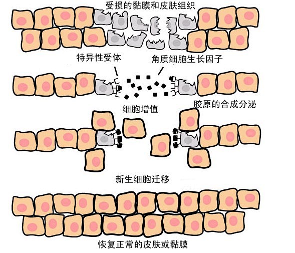 肌肤的搜索结果_百度图片搜索