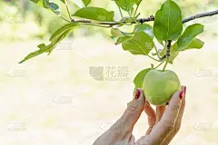 小春的苹果正在太阳光下新鲜成熟的园子中被采摘