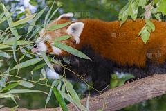 花瓣素材-动植物图片采集到猫咪