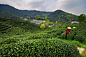 Tea hill in spring II by Awen Xu on 500px