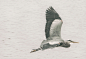 heron. îles de la Madeleine by Step Martin on 500px