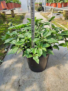 郝妞是好妞采集到花境植物