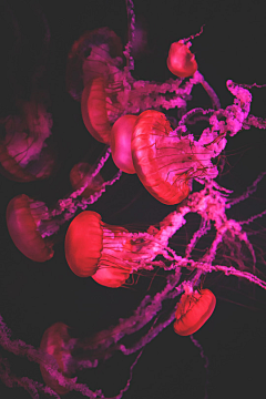 YANMIEZUIE采集到海洋生物