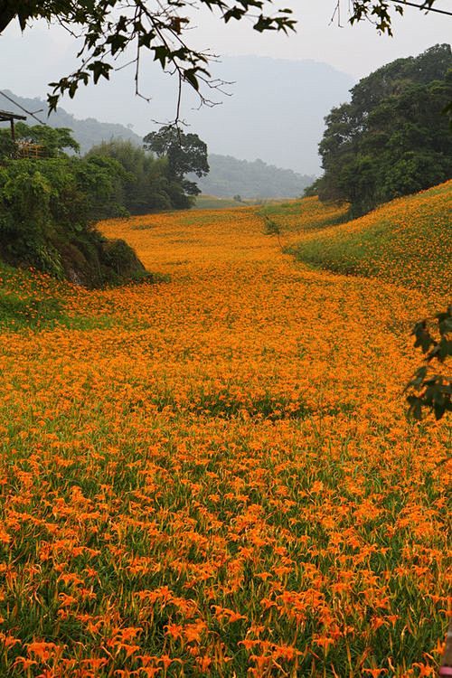 野花 Wildflowers