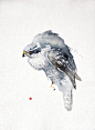 #水彩# 美国水彩画家Karl Martens 酷爱画各种鸟类，受中国写意花鸟画影响，画出一系列水彩鸟类 —— ​​​​