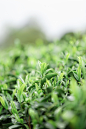 户外茶庄春采新茶嫩芽茶叶茶园背景摄影图