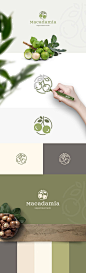 Macadamia - Branding