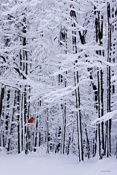 一眼之缘采集到雪云雾光影霞