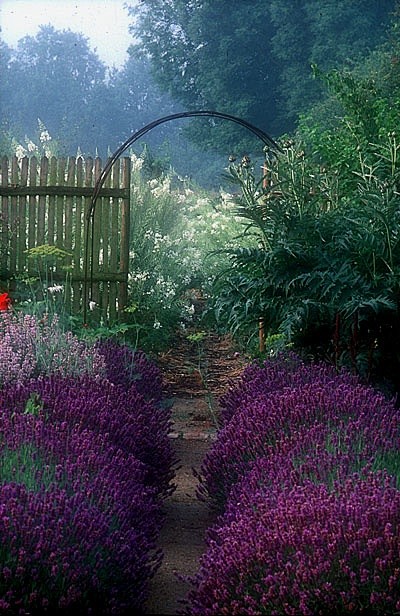 法国诺曼第，花园小径和薰衣草花园