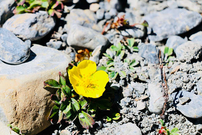 A flower at Dolpa / ...