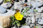 A flower at Dolpa / 500px