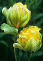 Paeony Gold Tulip  白芍金郁金香
