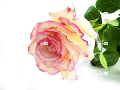 玫瑰 花壁纸 花 花卉背景 开花 自然 玫瑰花 美丽的花朵