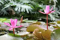 荷花 一封信 花 粉色的 花卉背景 水 自然 植物 花壁纸
