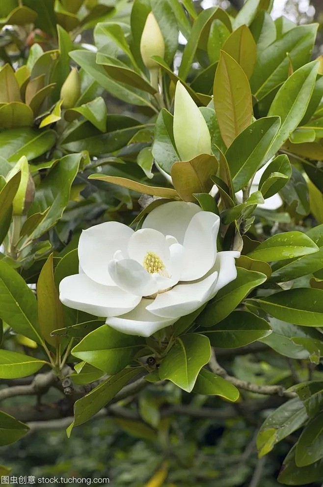 广玉兰