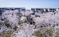白鹭湾·樱花小院，一个梦幻的现代住宅社区 | 深度报道 – mooool木藕设计网