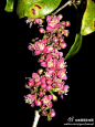 #微距# #静物#2012十大新物种【绚烂的发现】这种两米高的灌木（学名：Eugenia petrikensis）生长在马达加斯加东部森林的沙质土壤中。在它们光滑的绿色树叶间，开放着成串的亮粉红色花朵。