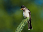 东王霸鹟Tyrannus tyrannus雀形目霸鹟科王霸鹟属
Eastern Kingbird - Tyran Tritri by François St-Onge on 500px