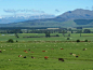 ■ 新西兰牧场。
众所周知，地处南半球的新西兰有着优质牧场，再加上早在1840年便形成的自然保护区概念，环保早已成为一种共识，农药使用也几乎被禁止，这也更增加了绿色牧业的优势。