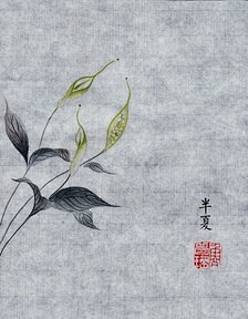 【中国风 草药闲谈 作者希谷】半夏