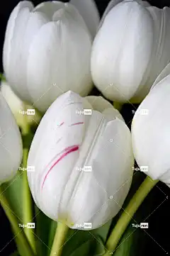 郁金香 植物 花瓣 自然 手机壁纸 关闭 白花 春天的花朵 背景