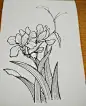 线稿花卉