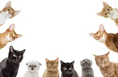 点击来源直接获取大图文件 |有趣的小猫偷看