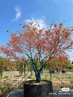 西瓜瓜123采集到植物选型