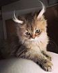 The fluffiest of fluffy ears!: