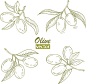 橄榄素描