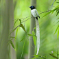 如仙子般优雅的白色「绶带鸟」。
这种鸟尾部的两根尾羽长达身体的4、5倍，形似绶带，所以被称作绶带鸟。到了老年，它们的羽毛也会逐渐变为白色，拖着雪白的长尾飞翔于林间。

(摄影：陳承光) O绿洲 ​​​​