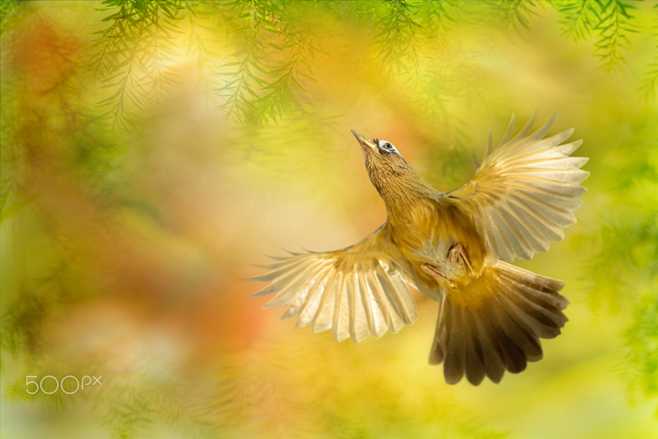 ～ Flying In The Sky ...