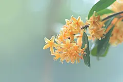 金秋植物桂花图片摄影图