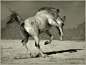 llbwwb:
Shaman DANCING, For the Horse Lovers:) by Wojtek Kwiatkowski.
