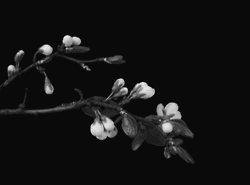 背景透明的烟花gif_360图片