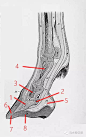 马蹄的基本结构