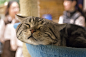 猫小院猫咪主题咖啡馆