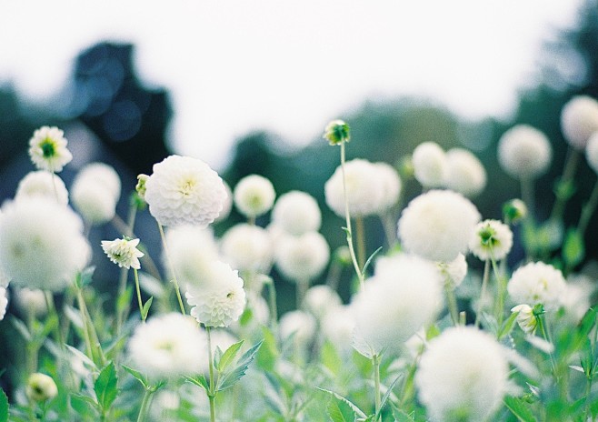Tumblr
