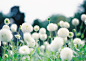 Tumblr