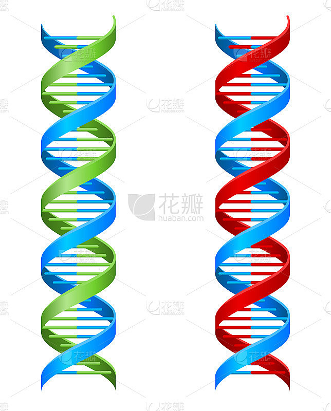 DNA双螺旋分子插图