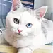 掉色的翡翠