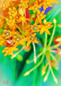 ~~~~butterfly weed - Asclepias tuberosa by cbiiidesigns~~