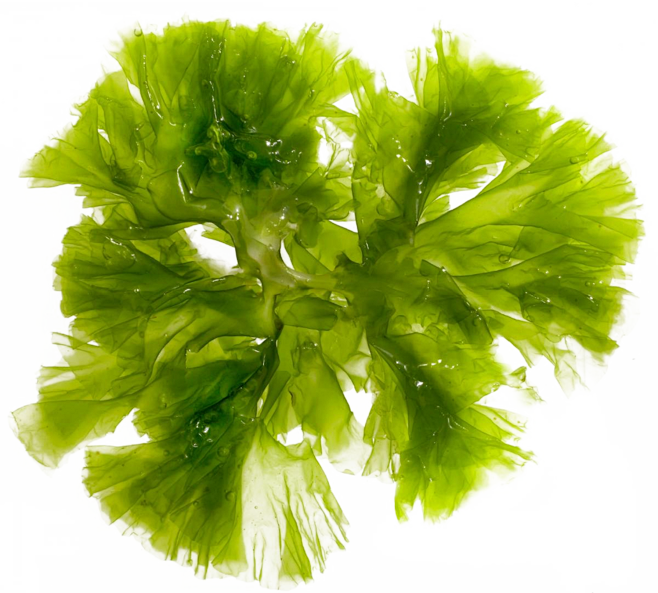 海藻