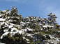 初冬三日游（一）————盘山的松树, 时光消逝了温柔旅游攻略