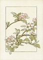 Antique botanical print.